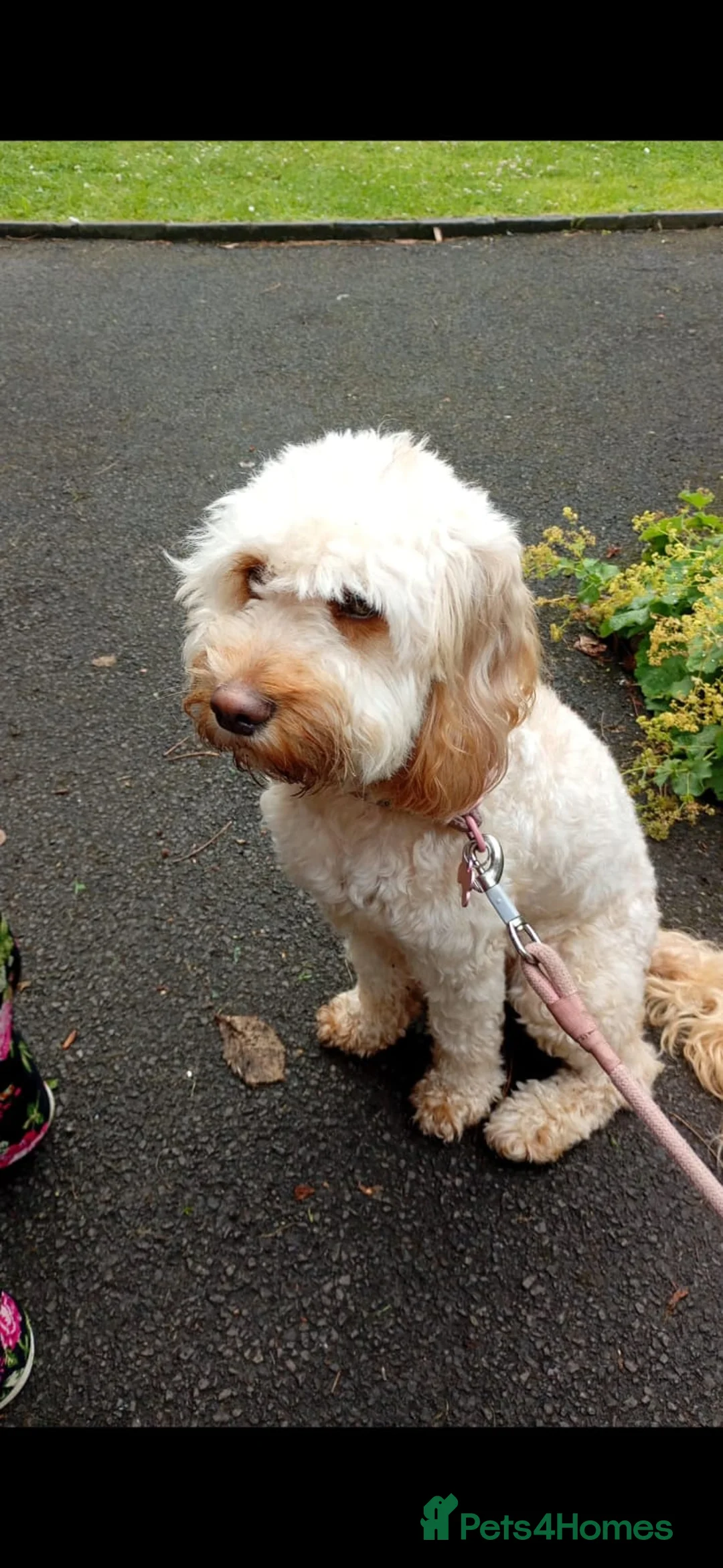 Cockapoo dogs for sale: Very sad to have to rehome our beloved pet. - Advert 2