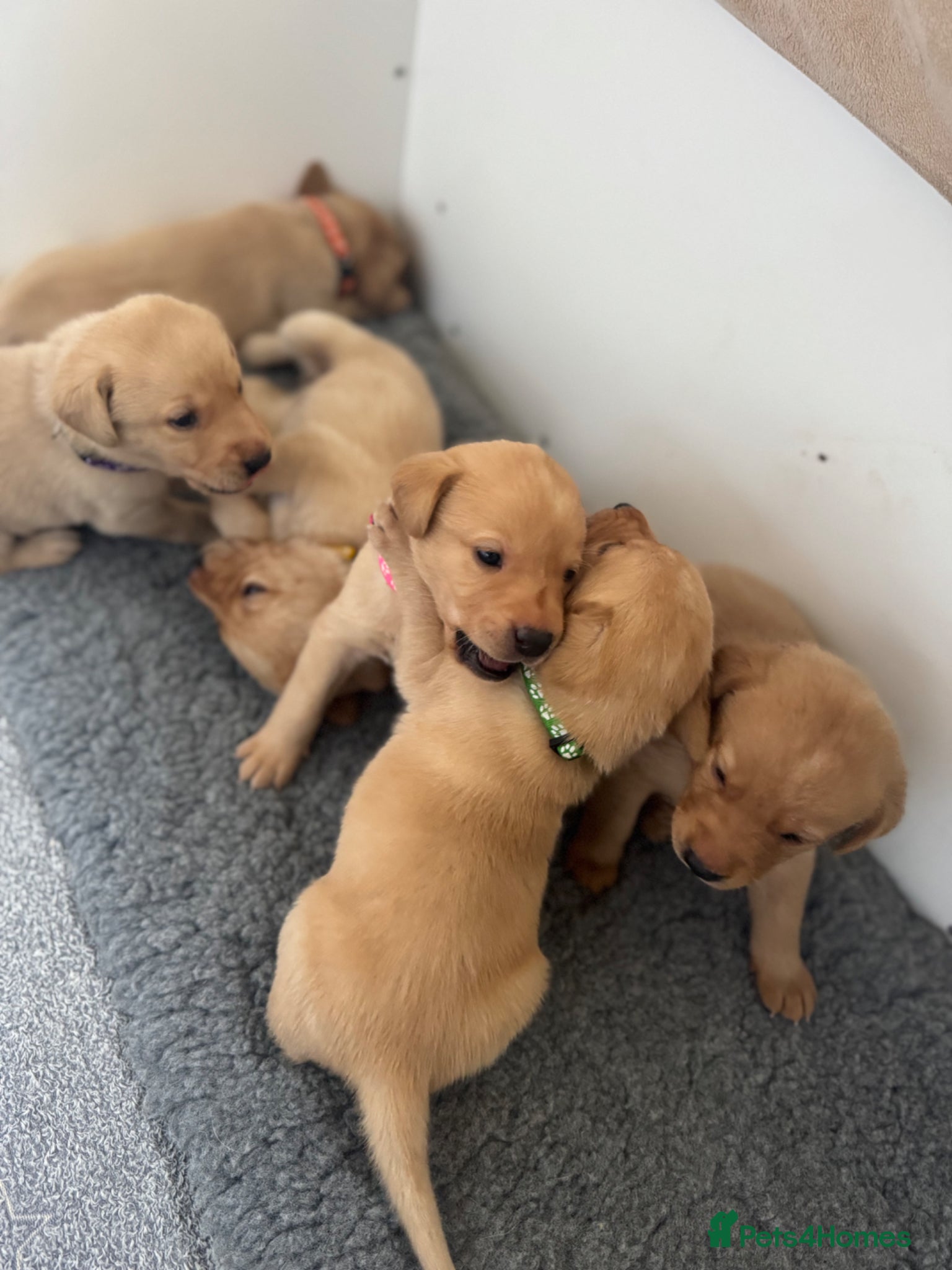 Labrador Retriever dogs Kc registered Labrador retriever puppies  - Advert 1