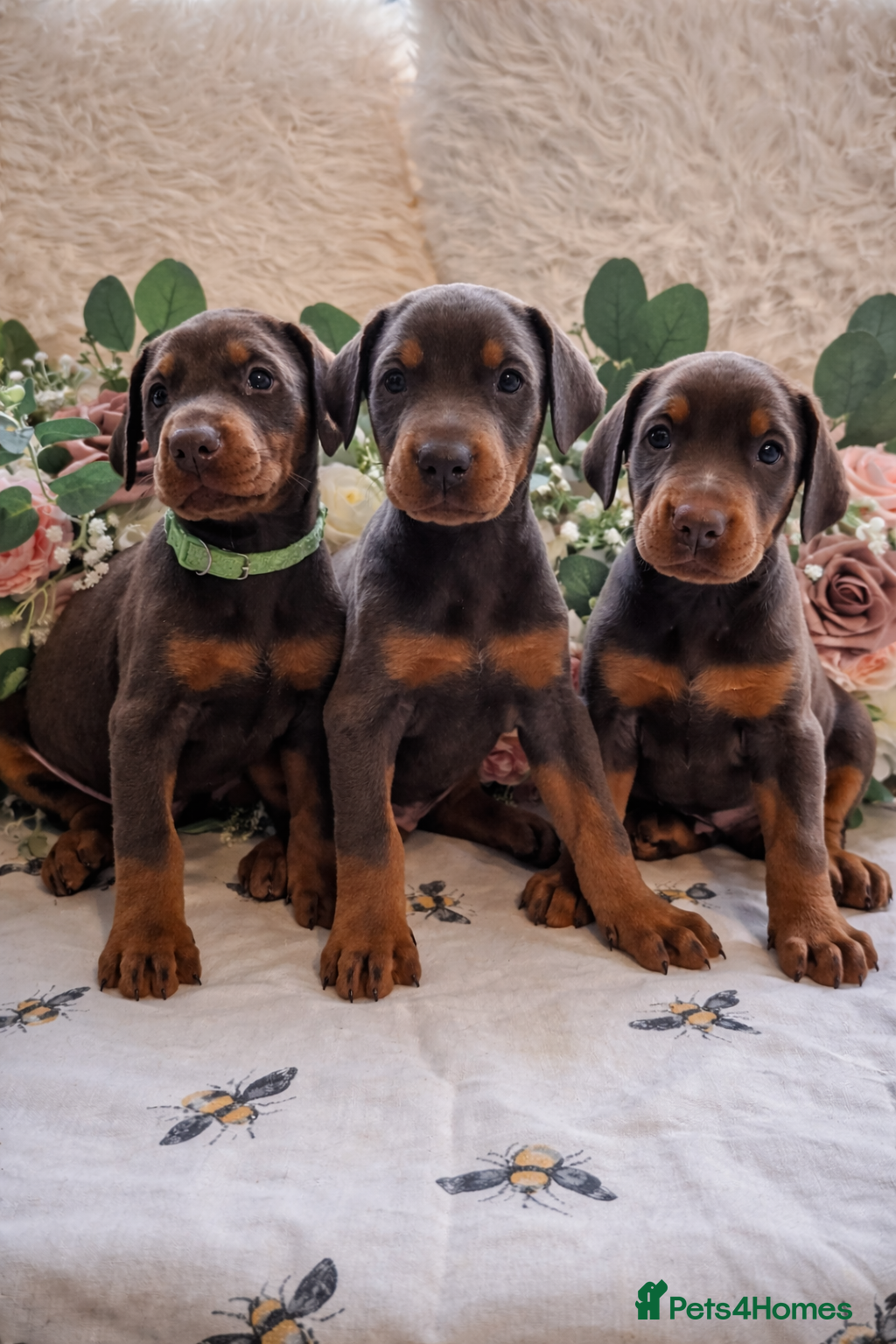Dobermann dogs Elite European Doberman Puppies  - Advert 7