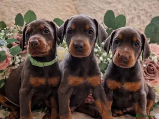 Dobermann dogs Elite European Doberman Puppies - Advert 6
