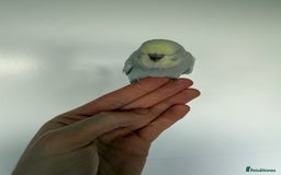Budgerigars birds for sale: Young budgies happy&healthy in London - Image 27