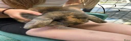 Mini Lop rabbits for sale: Gorgeous Mini Lop Babies various colours  - Advert 16
