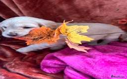 Mixed Breed dogs for sale: Adorable f2B Cockapoos  - Advert 11