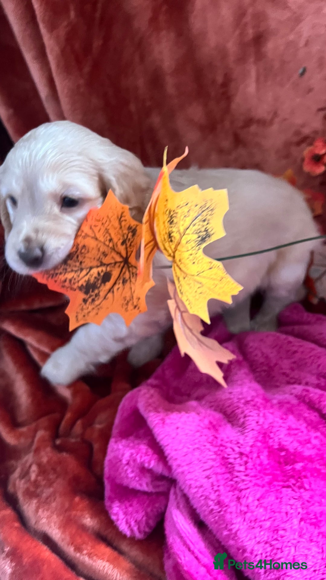 Mixed Breed dogs for sale: Adorable f2B Cockapoos  - Advert 11