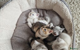 Scottish Fold cats for sale: Beautiful Scottish fold kittens - Image 16