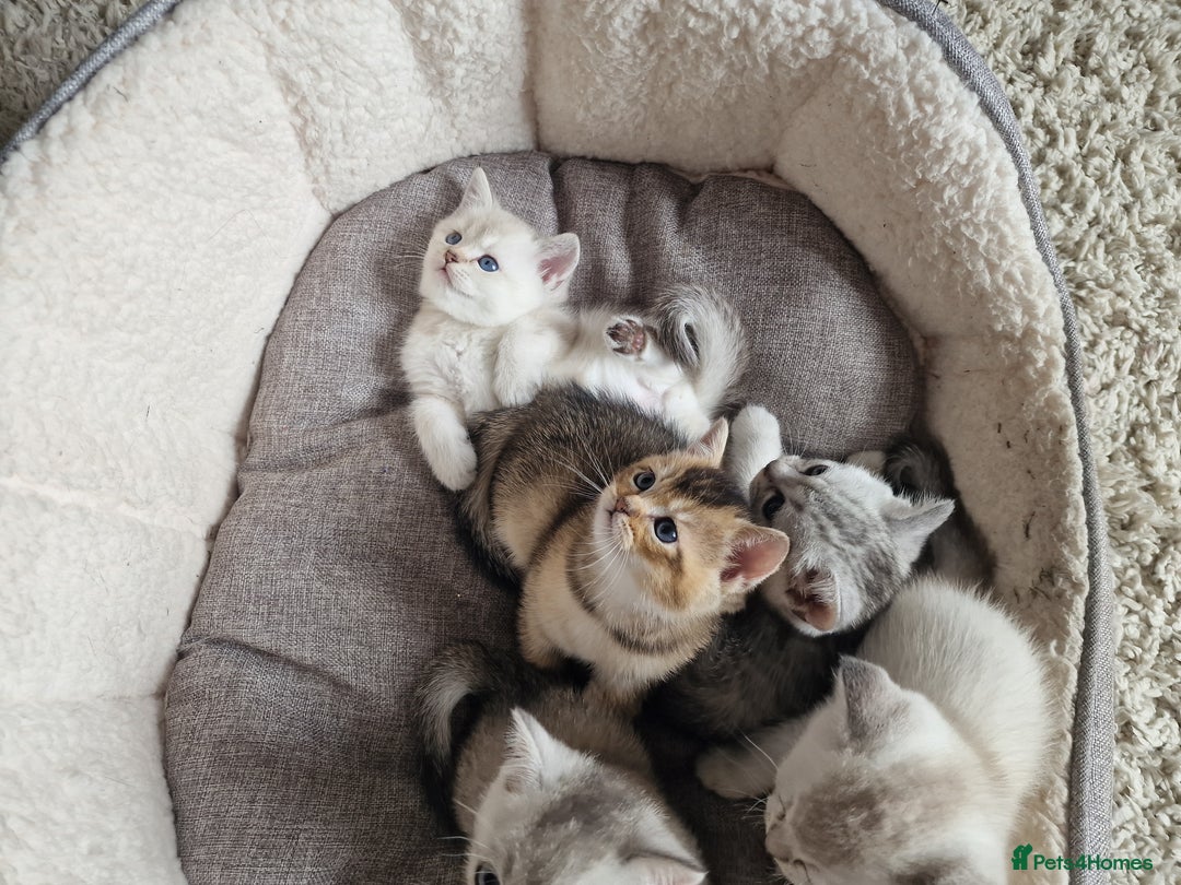 Scottish Fold cats for sale: Beautiful Scottish fold kittens - Image 16