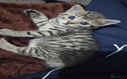 Bengal cats for sale: Beautiful Kittens for Sale - Image 6