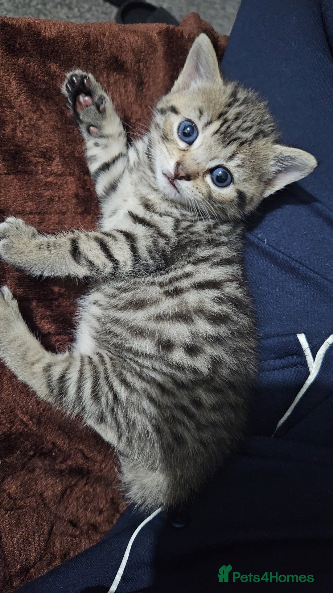 Bengal cats for sale: Beautiful Kittens for Sale - Image 6