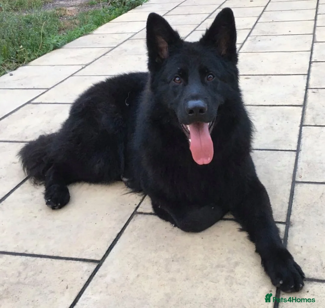 German Shepherd dogs for stud: Frankie Available Stud Fully Health Tested Clear in Wisbech - Advert 10