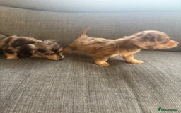 Dachshund dogs for sale: Dachshund  - Image 8