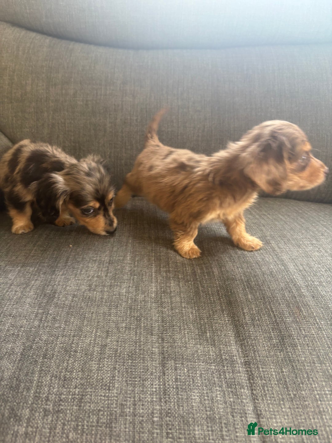 Dachshund dogs for sale: Dachshund  - Image 8
