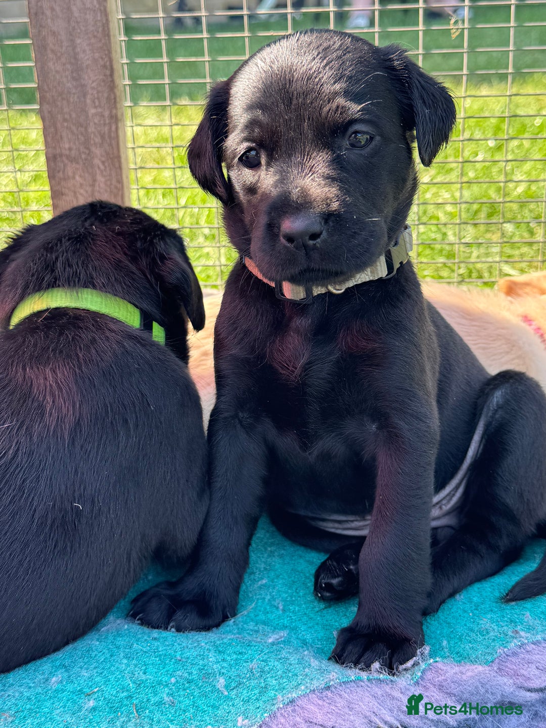 Labrador Retriever dogs for sale: KC Reg Health Tested Working Labradors - Image 36