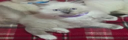 Persian cats for sale: 4 Persian x Ragdoll kittens in Glasgow - Advert 4
