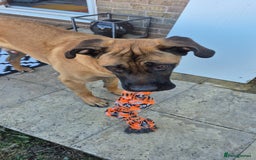 Mixed Breed dogs for sale: Belgian mali x Cane Corso - Image 4