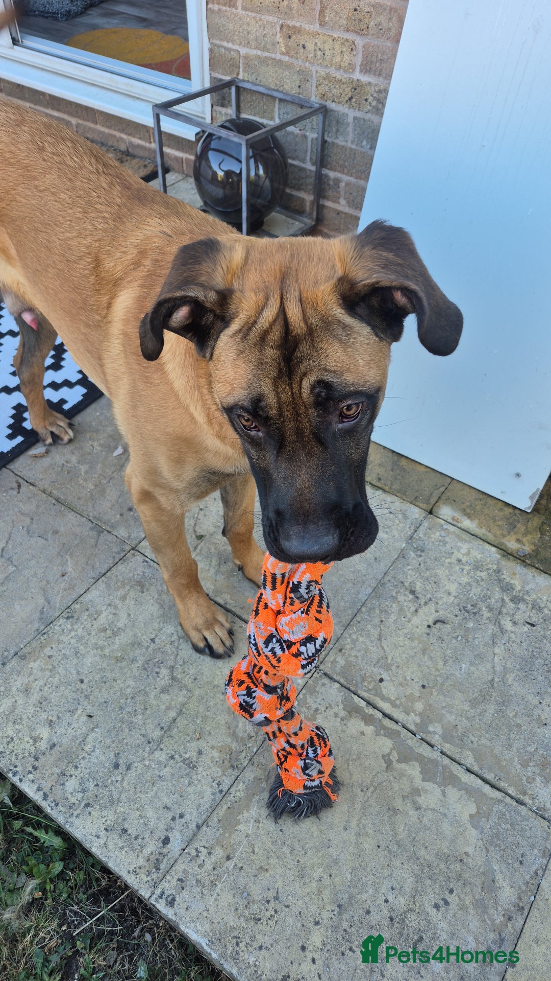 Mixed Breed dogs for sale: Belgian mali x Cane Corso - Image 4