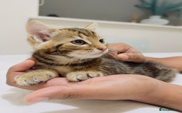 Mixed Breed cats for sale: Kittens ready to go - Image 22