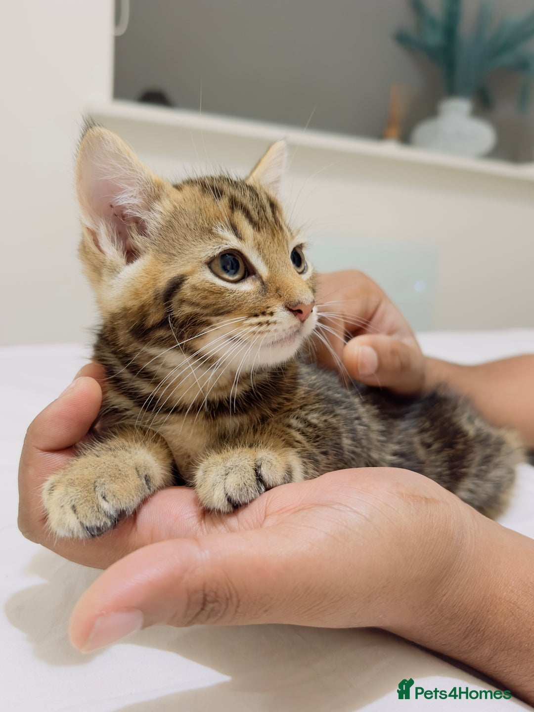 Mixed Breed cats for sale: Kittens ready to go - Image 22