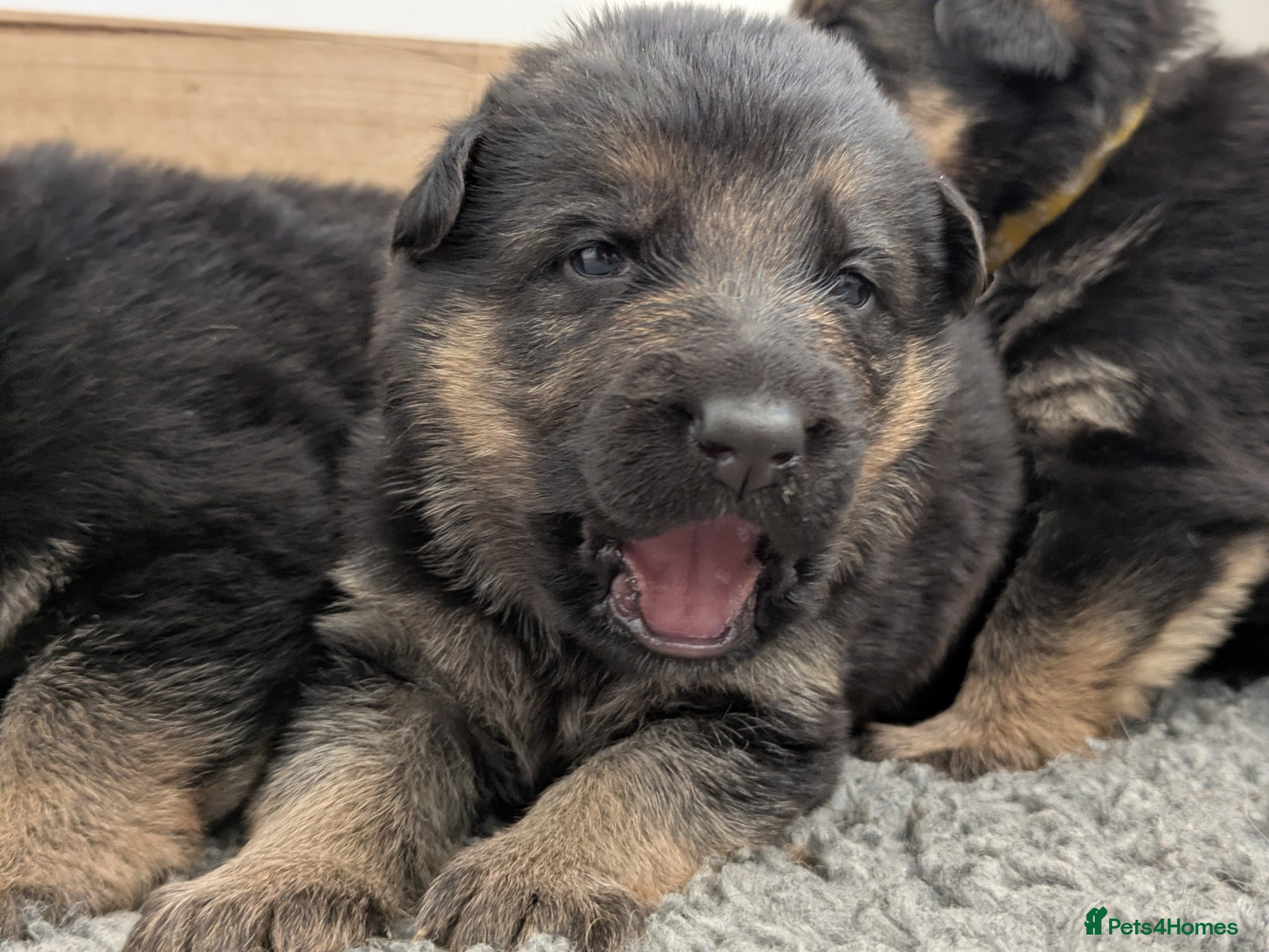 German Shepherd dogs KC Reg Champion-Line Pups, Health tested Parents - Advert 2