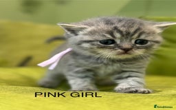 British Shorthair cats for sale: British short hair / Scottish striaght  - Image 13