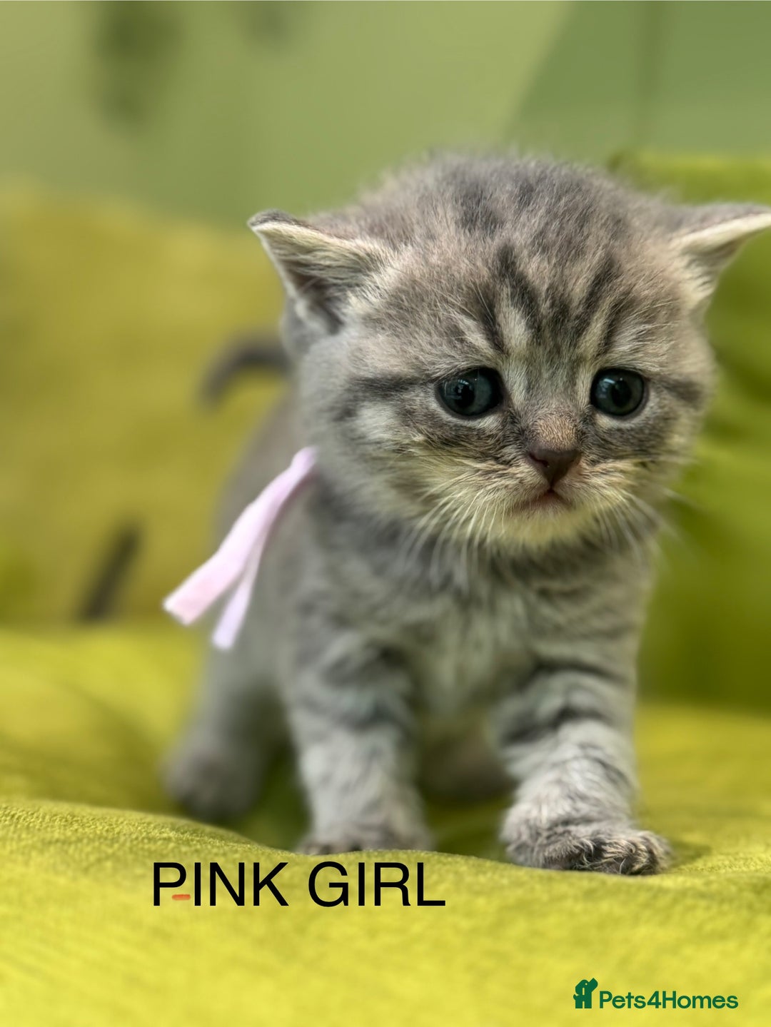 British Shorthair cats for sale: British short hair / Scottish striaght  - Image 13