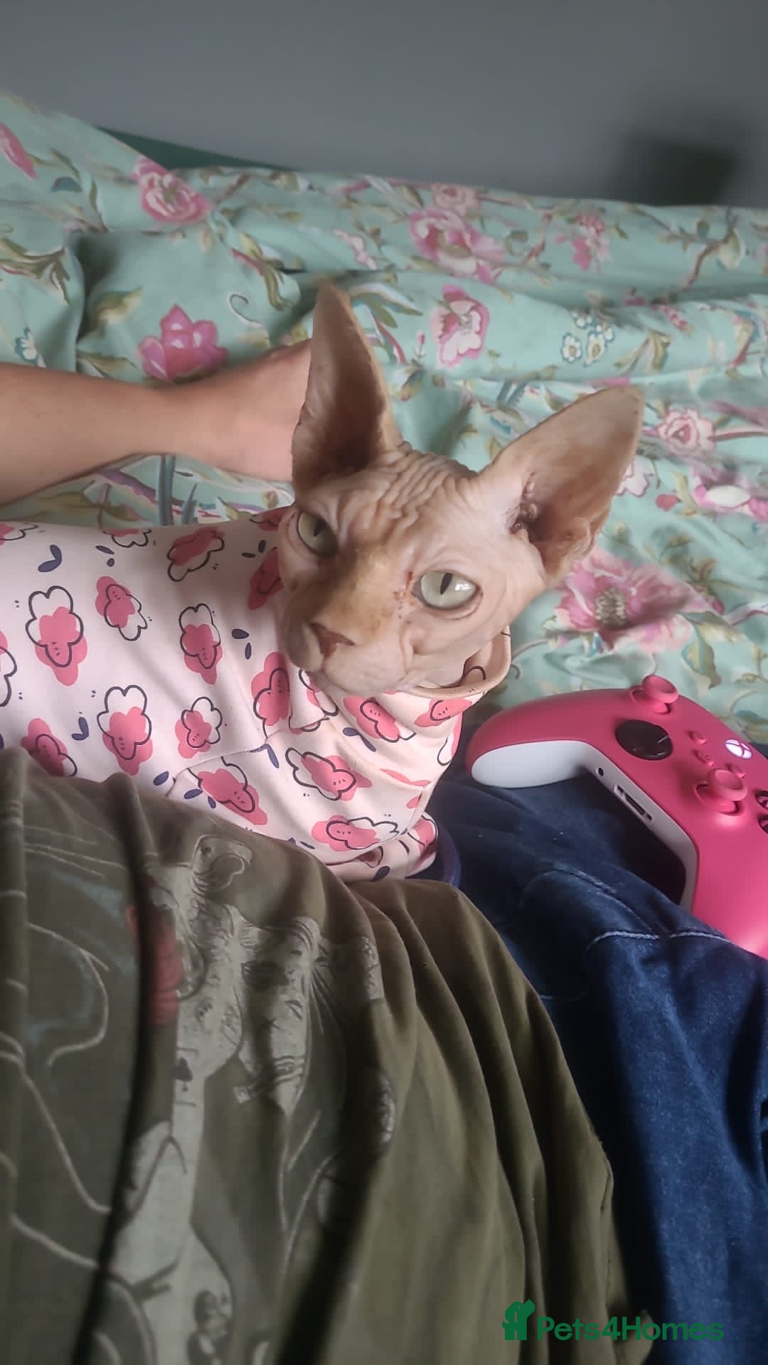 Sphynx cats for sale: ** For Adoption ** Sphynx Cats - Image 3