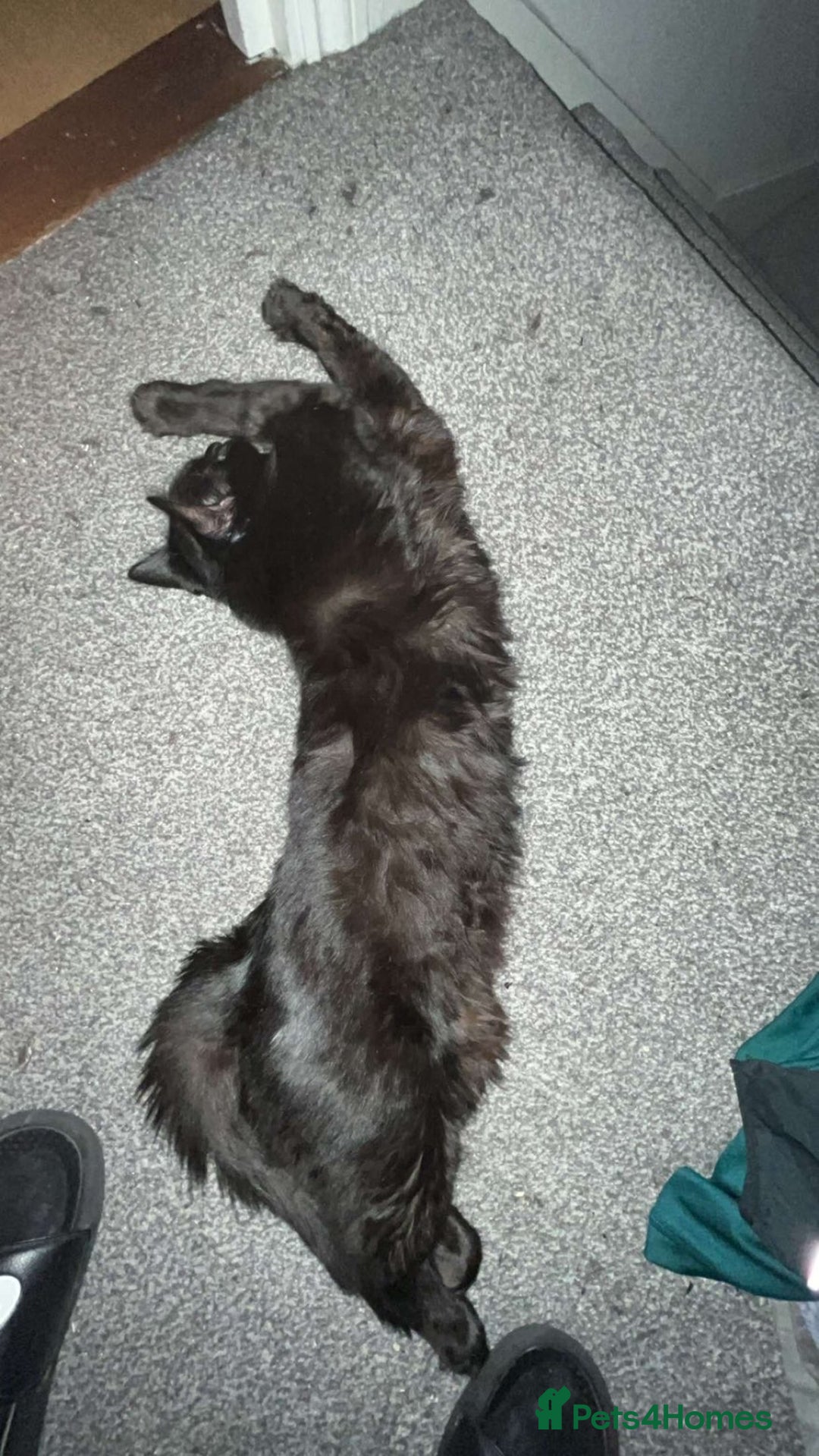 British Shorthair cats for sale: Bombay and tux pair, looking for forever home!  - Advert 6