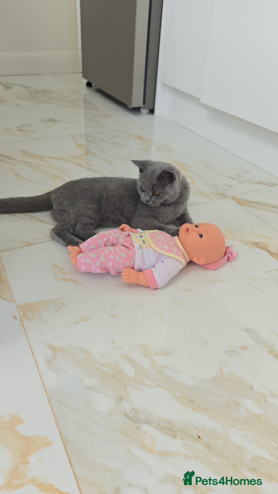 British Shorthair cats for sale: Beautiful Male Cat – Loving Home Needed - Advert 5