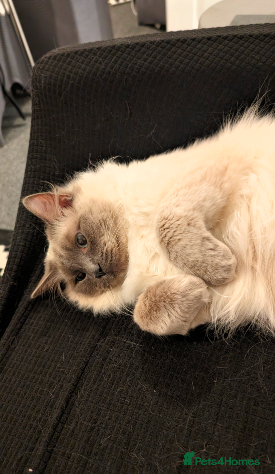 Ragdoll cats for stud: Handsome Ragdoll Stud  Blue Eyes, Gentle Heart 💙 - Advert 2