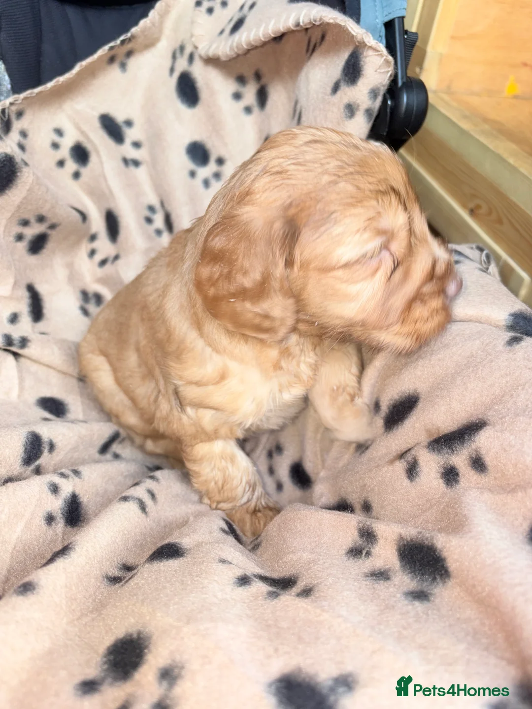 Cockapoo dogs for sale: Cockapoo puppys - Advert 5
