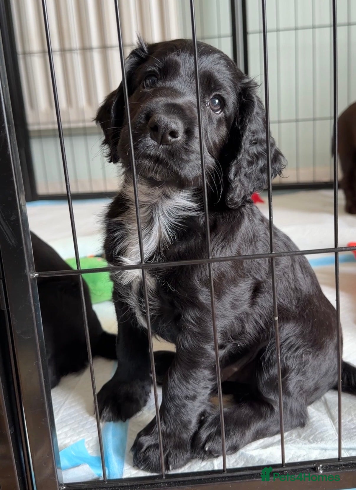 Cocker Spaniel dogs Well bred health tested working cocker pup - Advert 2