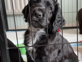 Cocker Spaniel dogs Well bred health tested working cocker pup - Advert 6