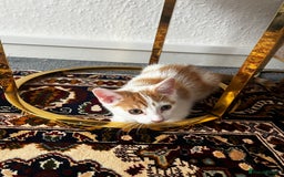 Mixed Breed cats for sale: calico male kitten READY TO LEAVE - Image 16