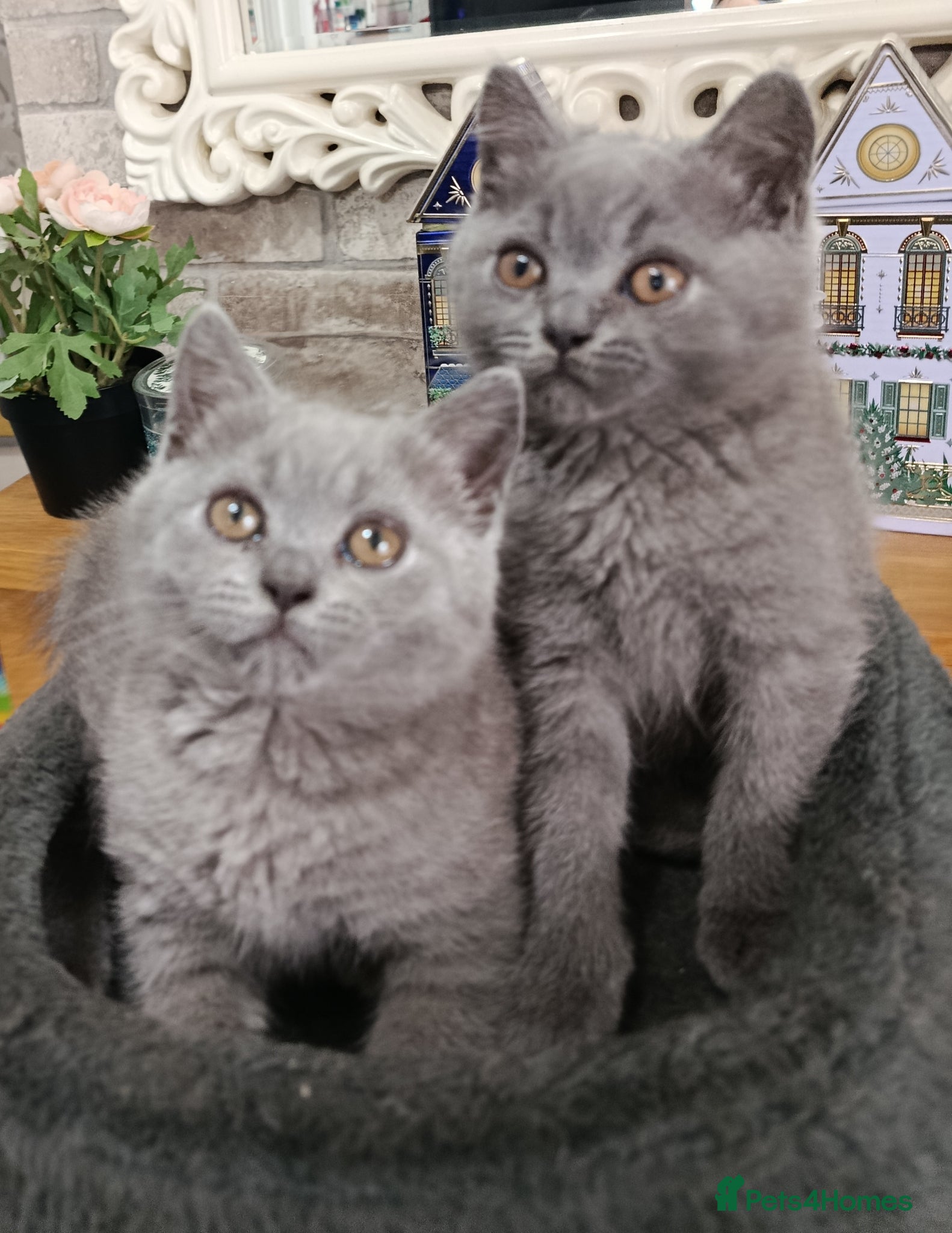 British Shorthair cats Beautiful kittens - Advert 16
