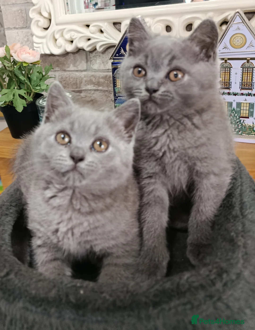 British Shorthair cats for sale: Beautiful kittens - Advert 1