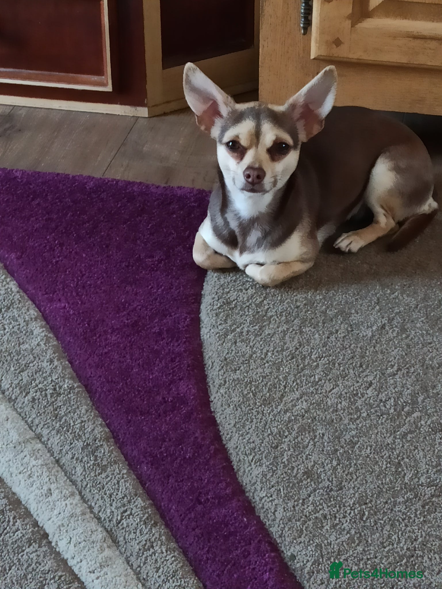 Chihuahua dogs Lovely Toto - Advert 2