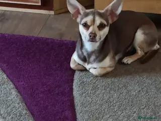 Chihuahua dogs Lovely Toto - Advert 2