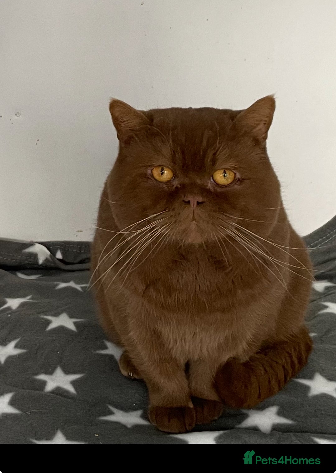 British Shorthair cats for stud: 🧸. CINNAMON CARRYING CHOCOLATE GCCF TICA  - Advert 7