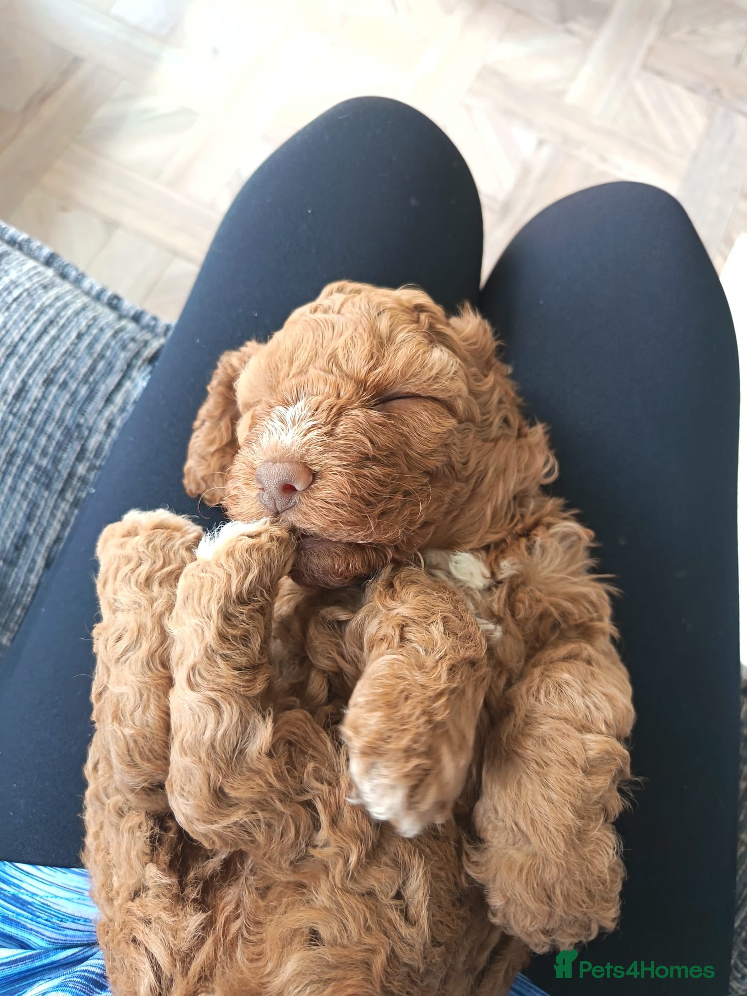 Cockapoo dogs Beautiful first litter of cockapoos  - Advert 1