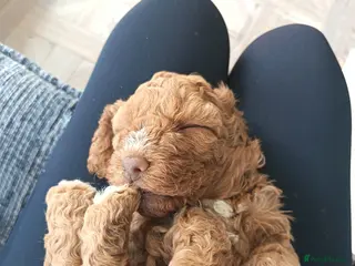 Cockapoo dogs Beautiful first litter of cockapoos - Advert 1