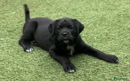Mixed Breed dogs for sale: Central Aisian Shepard x Rottweiler - Image 6