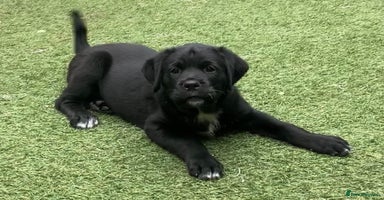 Mixed Breed dogs - Advert 3