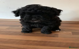 Schnoodle dogs for sale: LAst GIRL REDUCED READY NOW  - Image 3