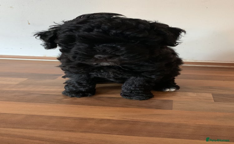 Schnoodle dogs - Advert 7