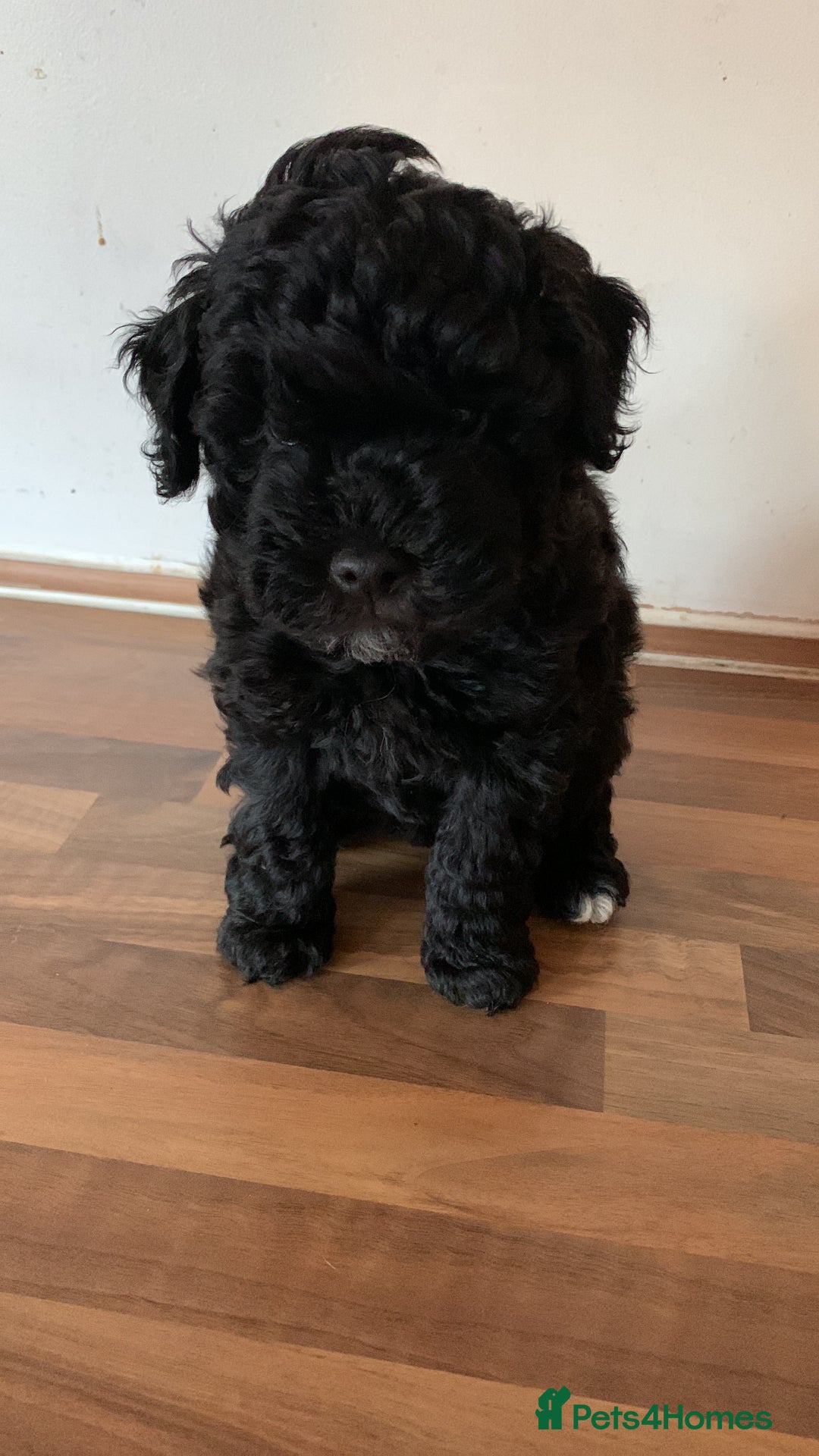 Schnoodle dogs for sale: LAst GIRL REDUCED READY NOW  - Image 3