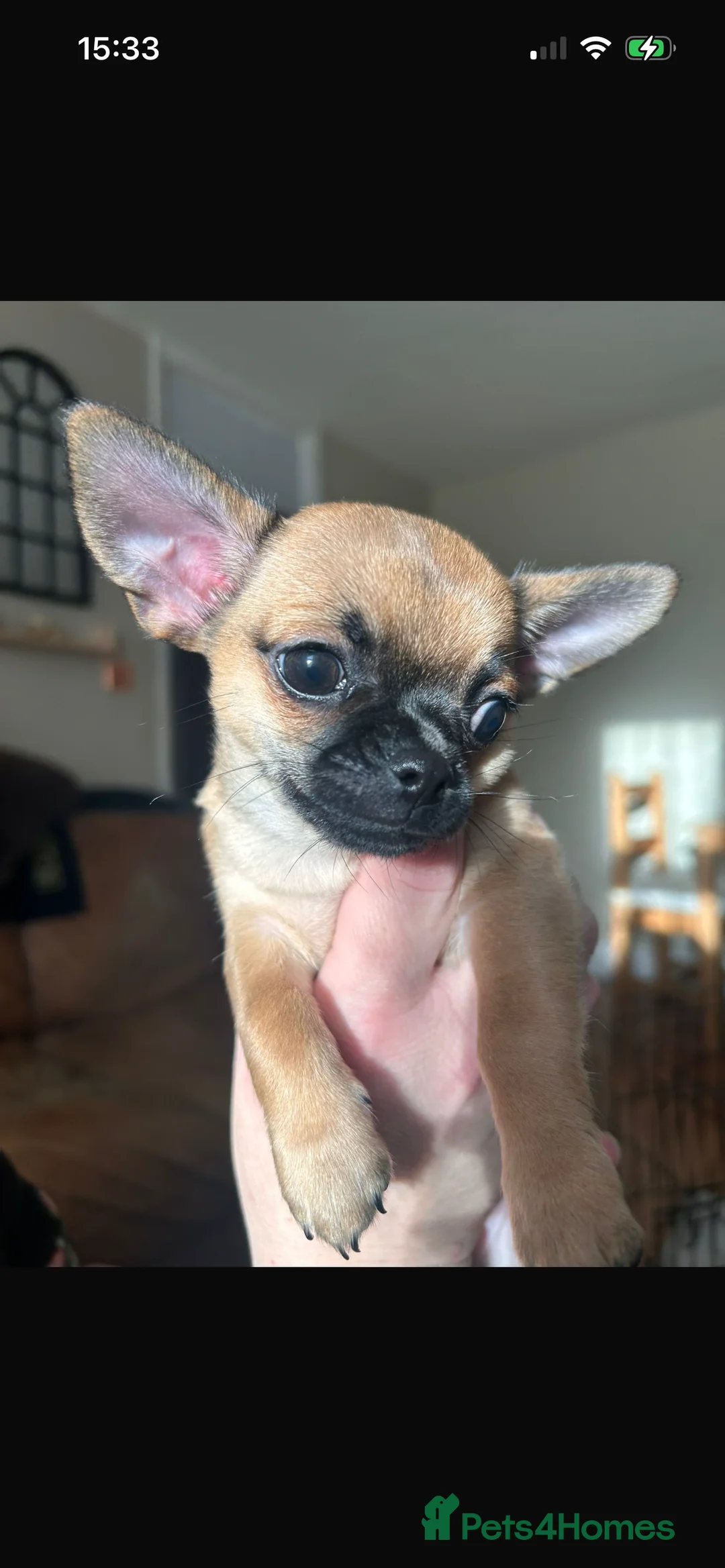 Chihuahua dogs for sale: Boy chihuahua smooth coat  - Advert 6