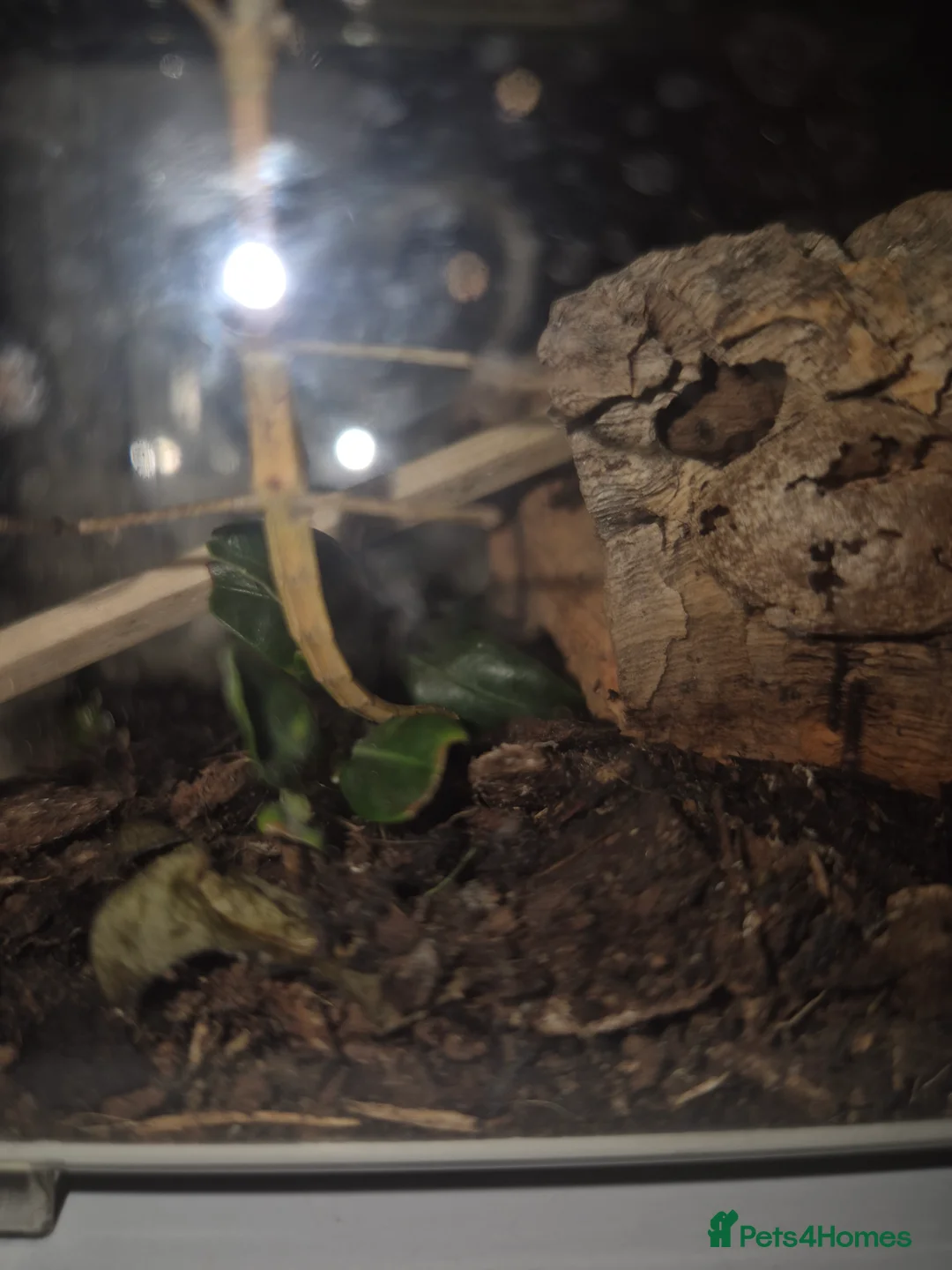Stick Insects invertebrates for sale: Baby Stick Insects FOR SALE - Advert 3