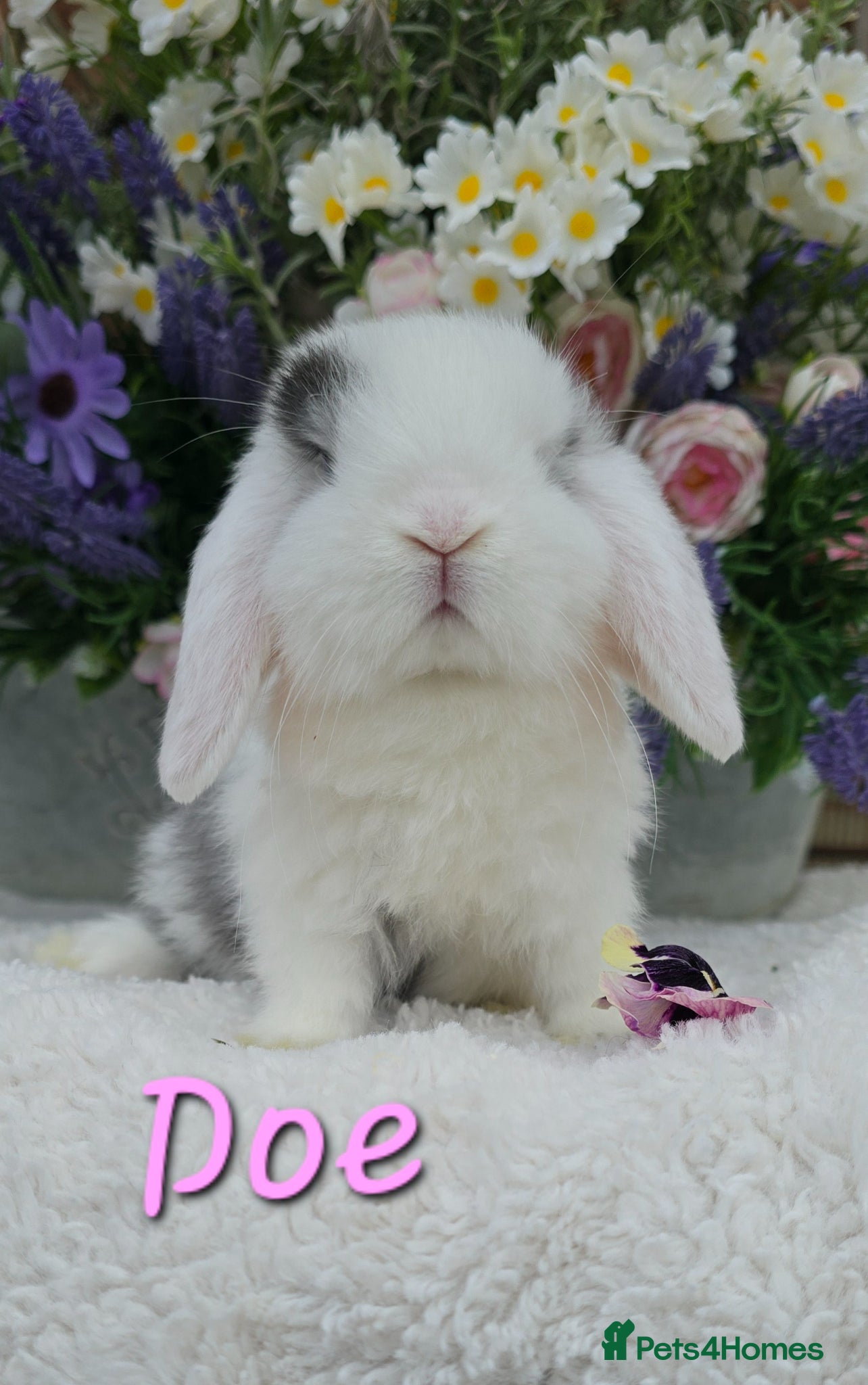 Mini Lop rabbits Beautiful quality mini lops - Advert 1