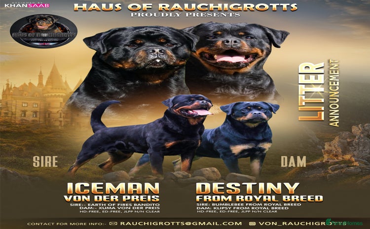 Rottweiler dogs - Advert 2