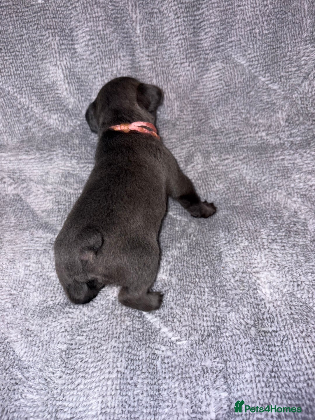French Bulldog dogs for sale: 🐾French bulldog puppies🐾 ready end of jan - Advert 9