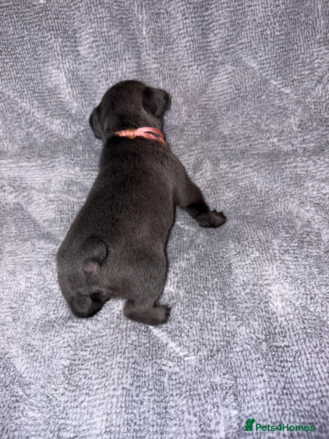 French Bulldog dogs for sale: 🐾French bulldog puppies🐾 ready end of jan - Advert 9